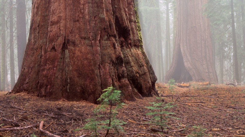 Sequoia seedlings growing in Mariposa Grove.