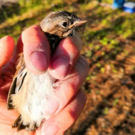 One of the birds Chris got to observe at the banding stations: a juvenile song sparrow growing its first flight feathers.