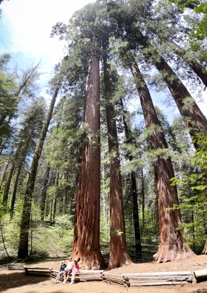 On her days off from banding, Chris has been taking in Yosemite's sights beyond the meadows, including Merced Grove's massive sequoias.