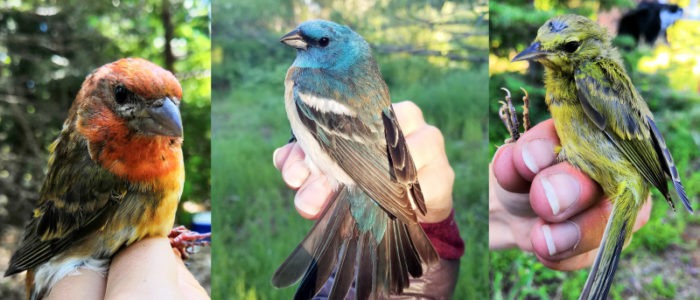 A few of the bird's Chris got to help band during the mid-June period: a not-so-purple purple finch, a lazuli bunting, and a young orange-crowned warbler.