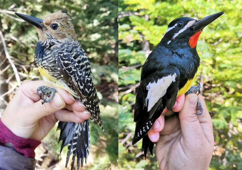 Chris and the team captured female (left) and male (right) Williamson's sapsuckers at Gin Flat, after setting up the sixth banding station of the season.