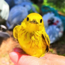 Bright hues were on display at the banding stations in June! Pictured: a yellow warbler.