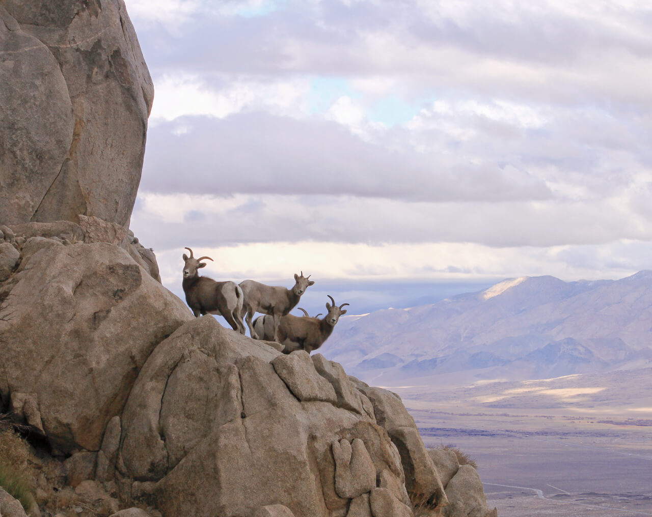 Sierra Nevada bighorn sheep peek out from a rocky outcrop