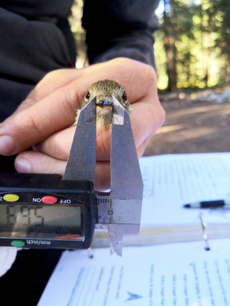 Measuring the bill of a Pacific-slope flycatcher.