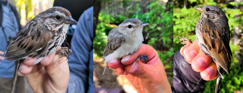 Left to right: song sparrow, warbling vireo, Lincoln's sparrow.