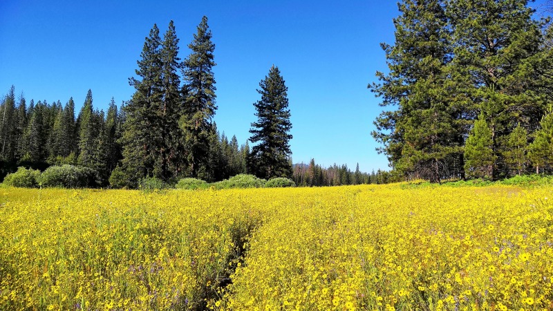 Summer wildflowers in Ackerson Meadow.