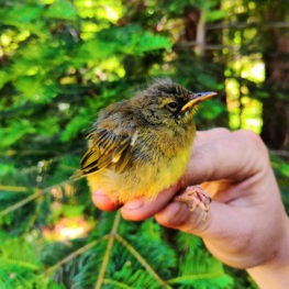 A baby MacGillivray's warbler (aka "Grumpybird") at Ackerson Meadow.