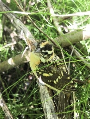 Baby black-headed grosbeak.