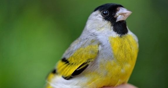 Male Lawrence's goldfinch at Big Meadow.