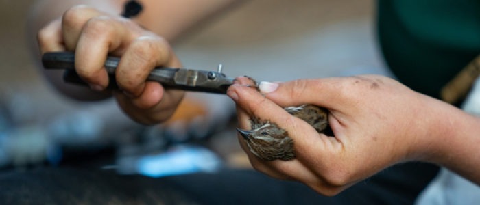 Banding a song sparrow. Photo by National Geographic Student Expedition participant Samir Freiha.