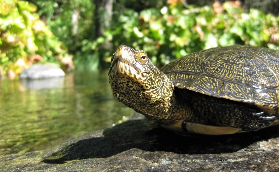 Slimy? Scaly? Super! — Yosemite Conservancy