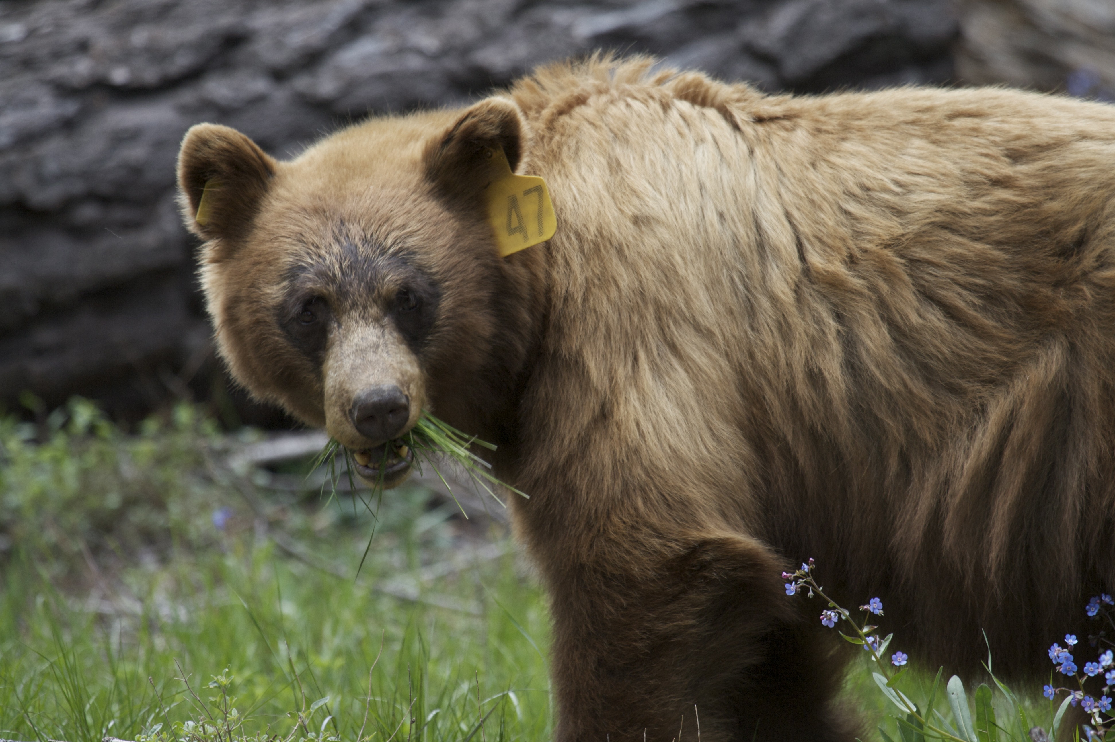 protecting-yosemite-s-bears-yosemite-conservancy