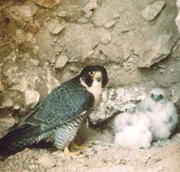 Peregrine and nestlings cozy in a rock nest