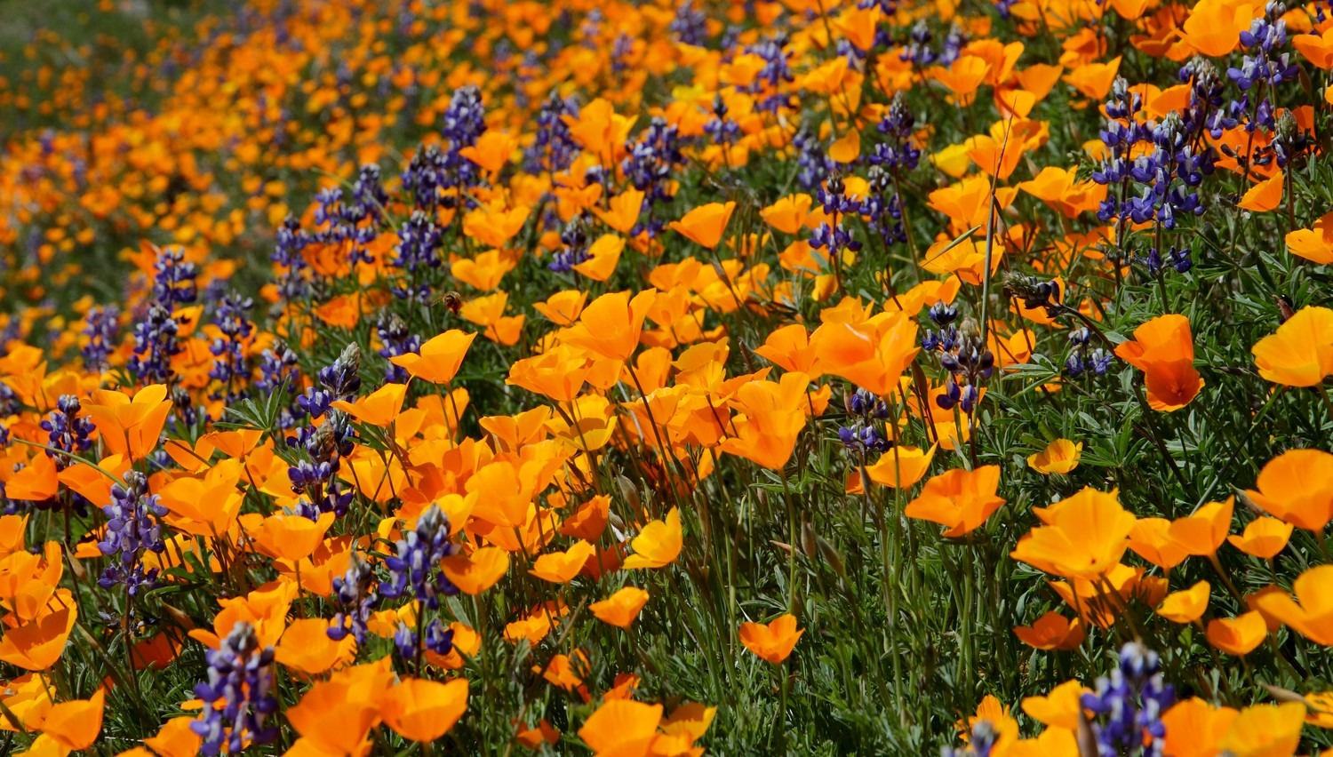 Bright flowers blooming in El Portal, just outside Yosemite National Park. Photo: Ann & Rob Simpson
