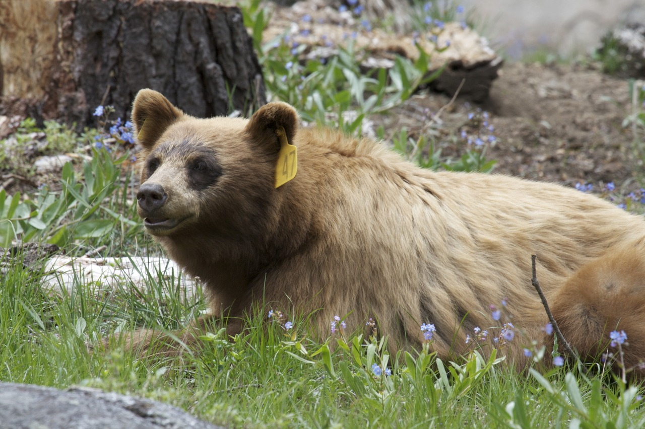 Real-time monitoring and mapping of bear movements reveals new information on Yosemite’s bears. credit Bob Roney