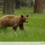 Black Bear NPS/Caitlin Lee-Roney