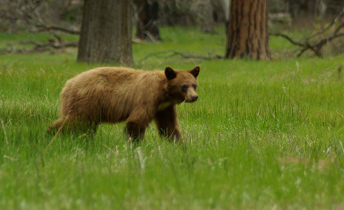 Yosemite Conservancy