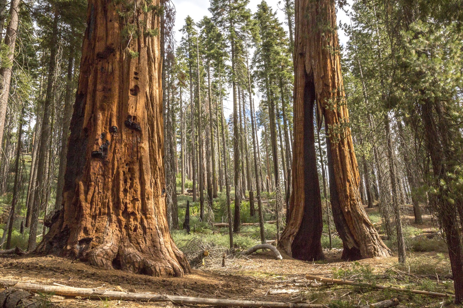 One Year Later: Mariposa Grove Wind Storm Update — Yosemite Conservancy