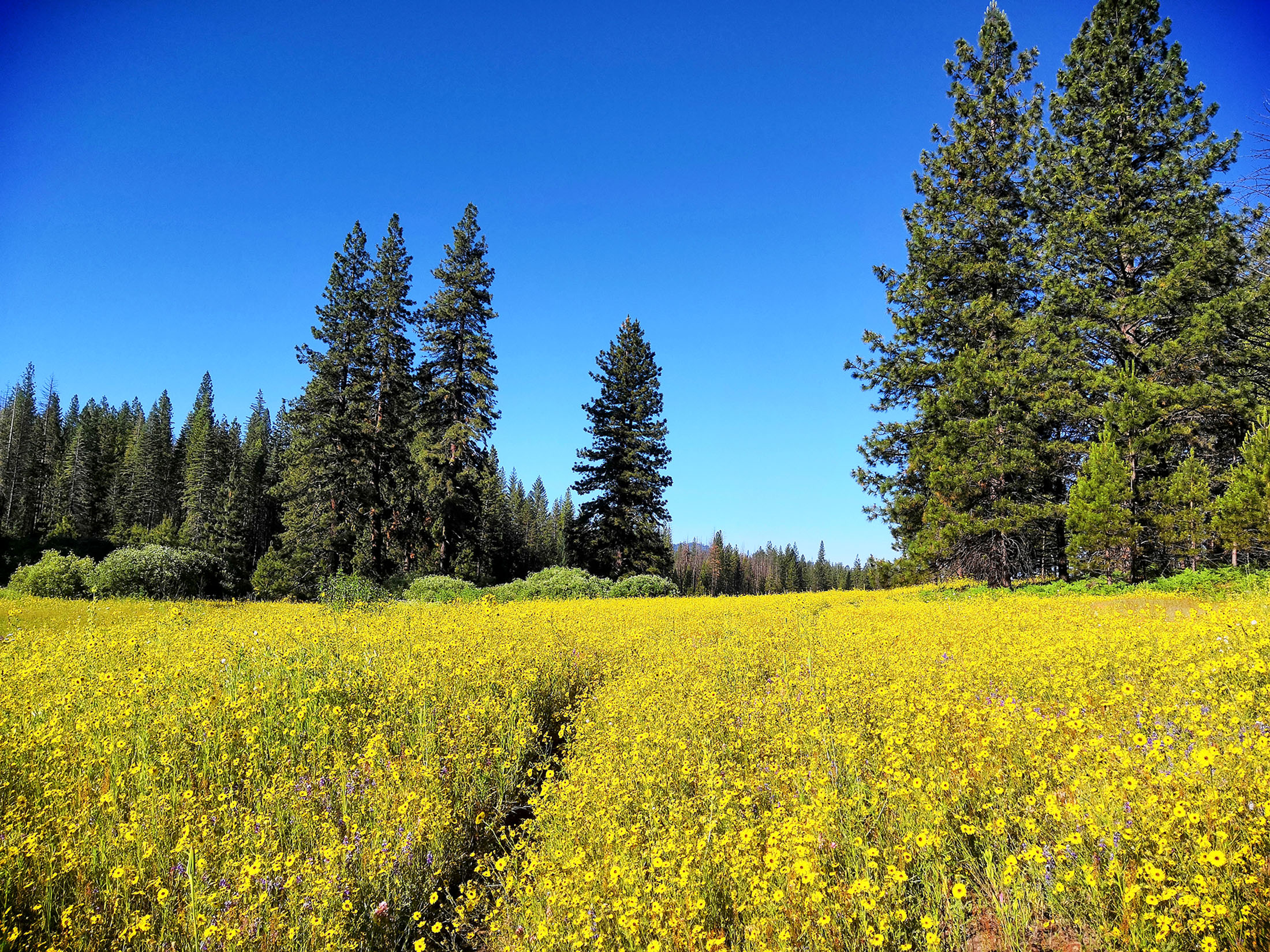 Summer wildflowers at Ackerson Meadow.