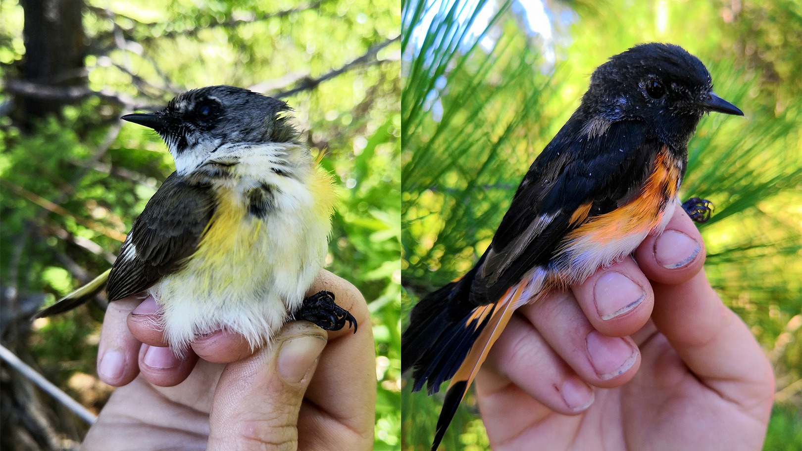 A month can make a big difference in the bird world! Pictured: an American redstart captured at Big Meadow on June 30, before molting (left), and recaptured on July 30, after molting (right).