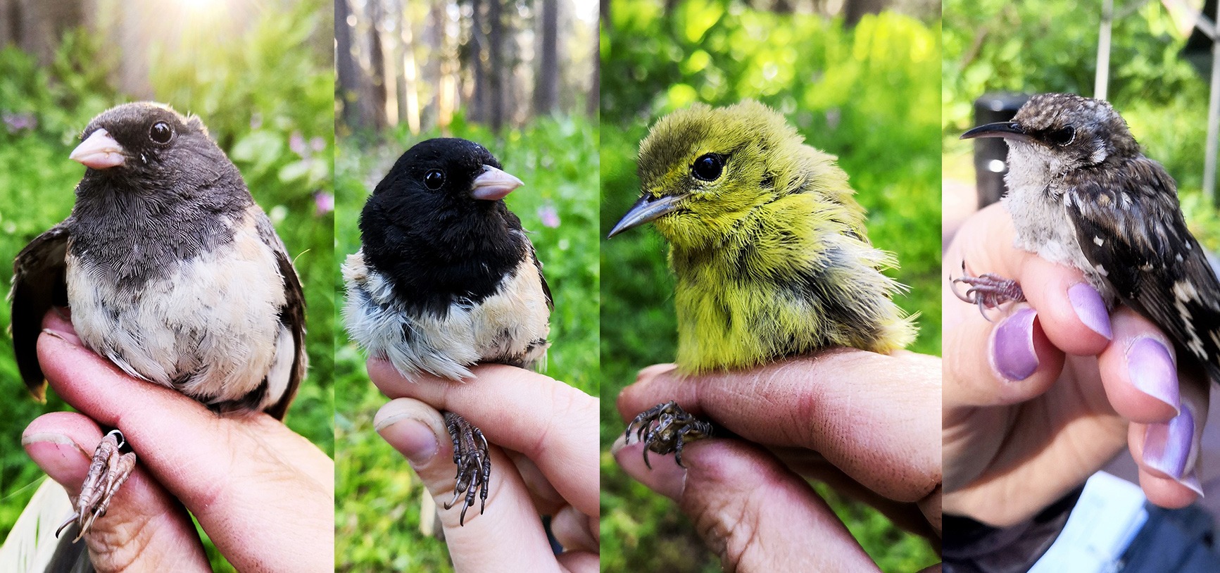 A few of the birds observed at White Wolf on the last banding day of the season, from left to right: a female Oregon junco, a male Oregon junco, an orange-crowned warbler and a brown creeper.