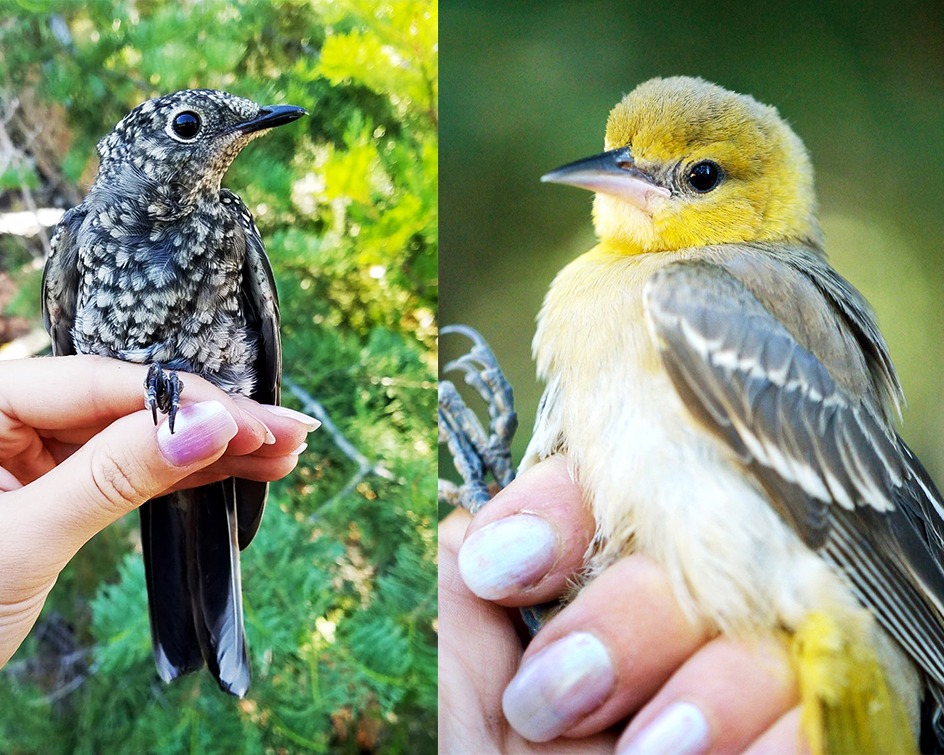 Two "firsts" during the final banding period of 2019: a young Townsend's solitaire at Hodgdon Meadow (left) and a Bullock's oriole at Ackerson Meadow (right).
