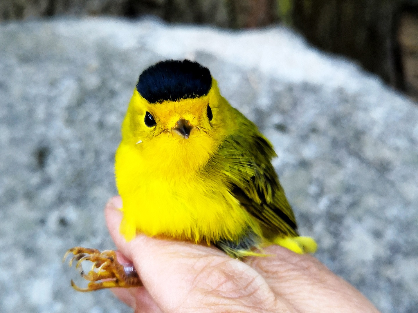 Wilson's warbler at Crane Flat.