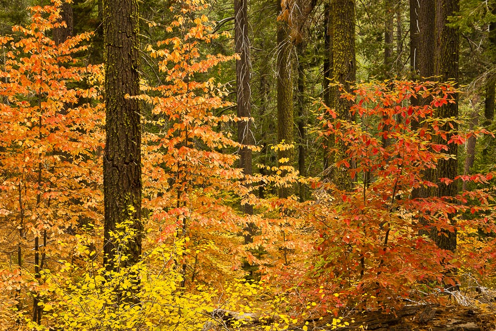 As days grow shorter and cooler, deciduous trees perform a biological magic act—they change color. Chlorophyll, the compound responsible for photosynthesis, is the reason leaves are green. In preparation for winter, when there is not enough sunlight and water to make energy, the tree’s production of chlorophyll slows, then stops. Any chlorophyll left in the leaves degrades, revealing other pigments and their related colors, including: xanthopyll (yellow), beta-carotene (orange), and anthocyanin (red). Curiously, anthocyanins only appear after chlorophyll begins to break down. The reason for this is not entirely clear. It’s possible that it protects the leaves long enough for trees to reabsorb vital nutrients, or that it’s a deterrent for insect pests (in nature, red often signals danger). Whatever the reason for this riot of color, it’s like catnip for a photographer, and I’ve spent many an overcast or rainy day entranced by the tones, textures, and light bouncing through the autumnal forest.