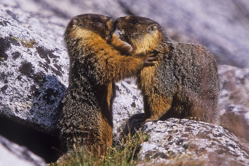 Sometimes, being in the right place at the right time beats weeks of planning. For example, while scouting high-country landscape photography locations one afternoon, I notice two yellow-bellied marmots scurrying around a rock outcrop. The largest members of the squirrel family (about the size of a large house cat), marmots are among the most entertaining and charismatic of animals. Grabbing my binoculars, I watch the two adults for a while, then find an inconspicuous spot to set up my tripod and hunker down. They quickly become accustomed to my presence, and over the next couple of hours, I observe them chasing, wrestling, hugging, and nuzzling one another, endearing displays of marmot behavior. Whether the pair are courting or not, I can’t be sure, but when I return to the territory a few months later, I see exuberant youngsters exploring their new surroundings.