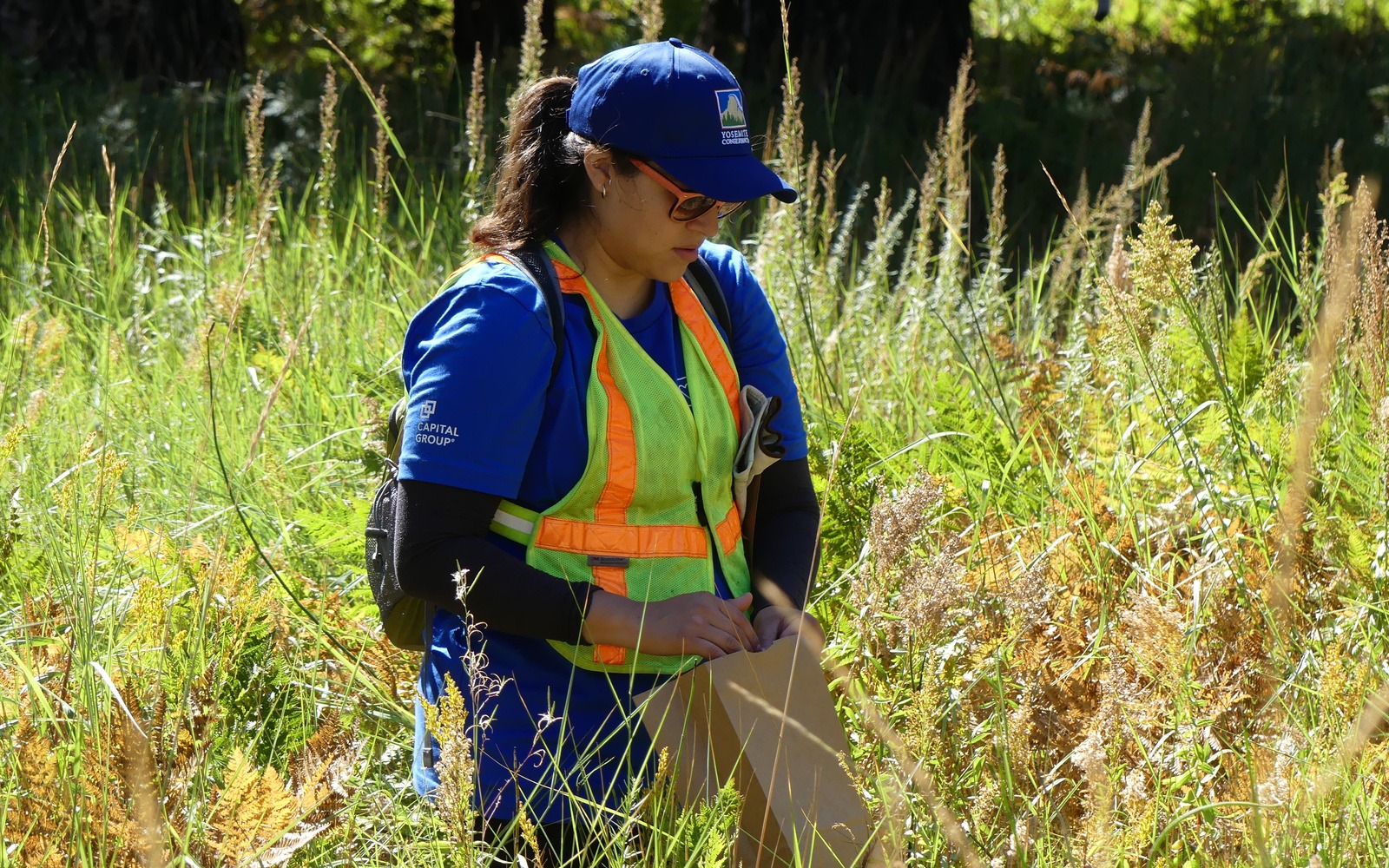 A volunteer from Capital Group collects seeds for a restoration project during one of the company's 2019 work weekends in Yosemite Valley. Photo: Steven Matros.