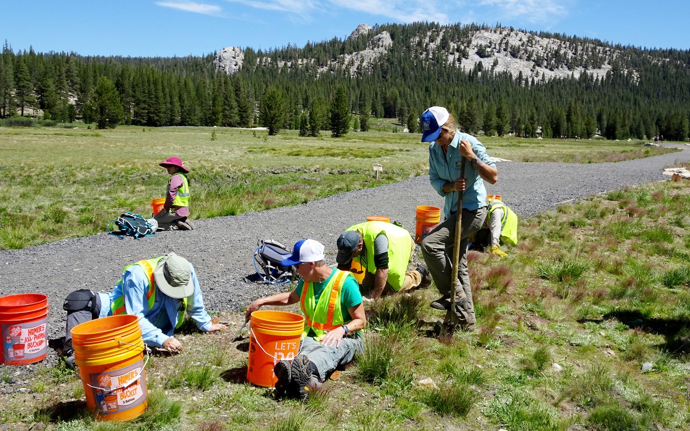 Equipped with neon vests, orange buckets and digging tools, 2019 work week volunteers help revitalize habitat in Tuolumne Meadows. Photo: Steven Matros. 