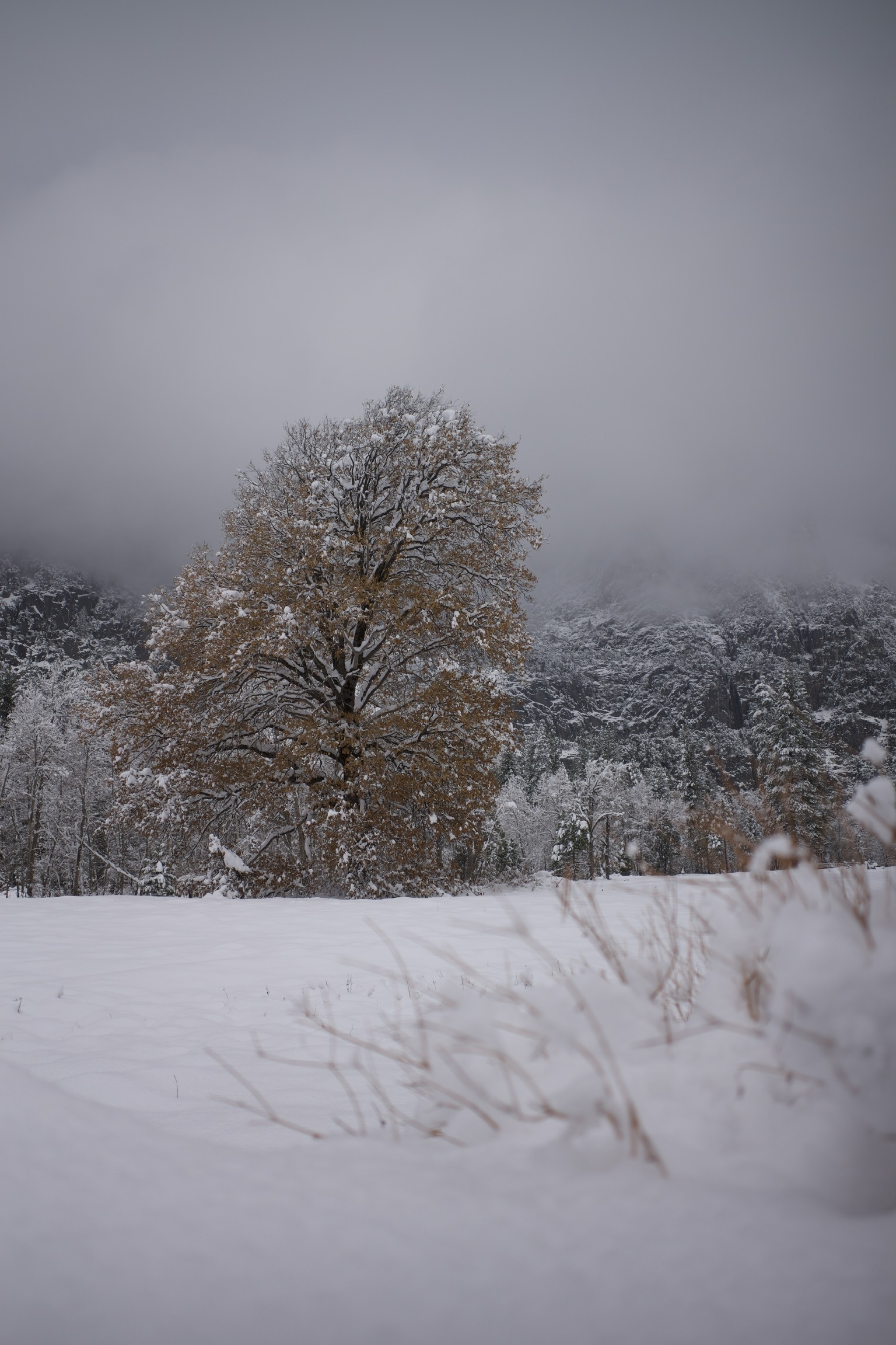 Frosted meadow, trees and rock. Photo: Henry Tran