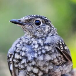 Townsend's solitaire. (Photo: Institute for Bird Populations)