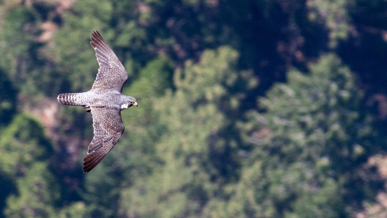 A peregrine falcon glides high above Yosemite Valley, near El Capitan. Photo: Ben Ditto.