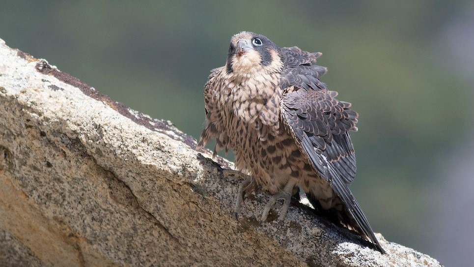 A juvenile peregrine falcon eyes the sky. Just out of view: an adult falcon soaring overhead. Photo: James McGrew.
