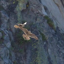 Peregrines shown in mock combat