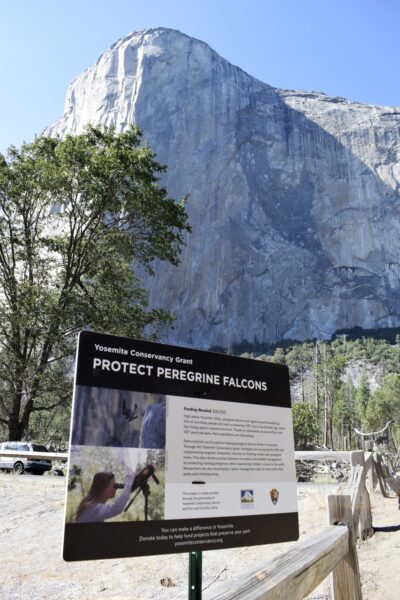 Sign in front of El Capitan reads Protect Peregrine Falcons