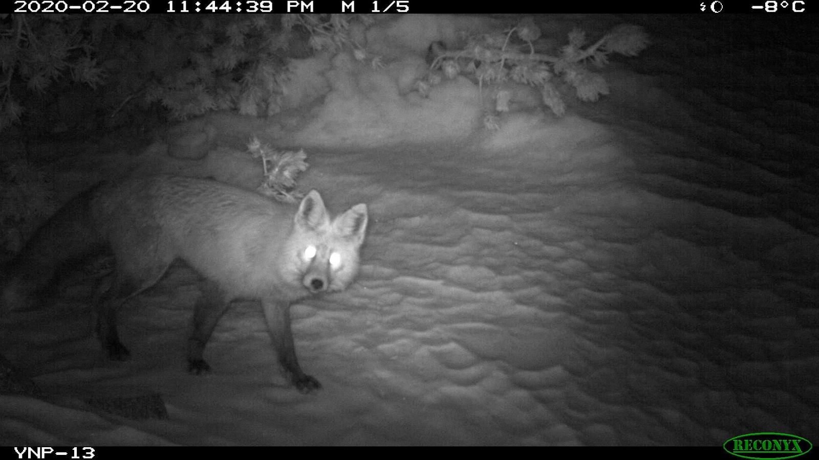 A black and white image of a Sierra Nevada red fox captured on a remote camera in Yosemite. Image courtesy of NPS.