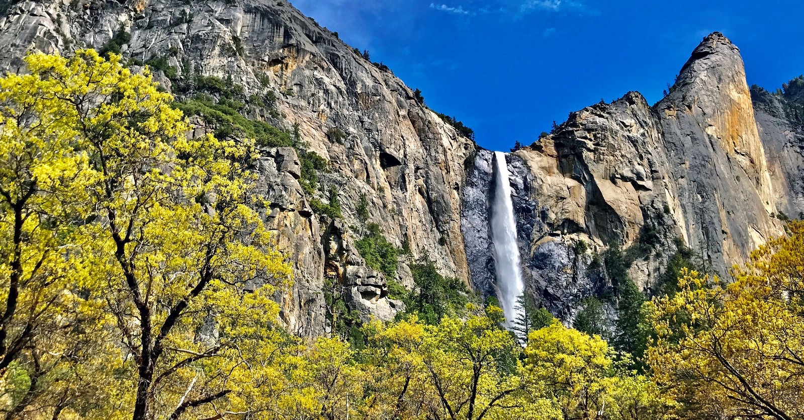 A photo of Bridalveil Fall in spring with a bright blue sky in the background and yellow trees in the foreground.