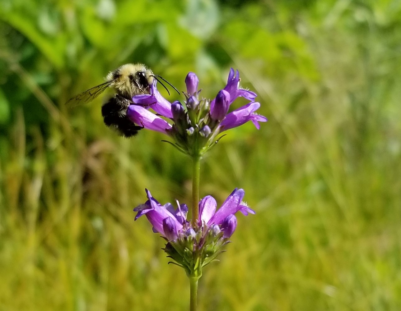 A bee on a purple penstemon flower that was planted as part of restoration efforts in Yosemite Valley. Photo: NPS, July 2019.