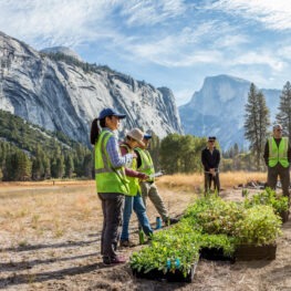 A park botanist and a group of adult volunteers wearing neon green vests stand around several boxes of green plant seedlings in Yosemite Valley. Granite features including Half Dome, North Dome, Royal Arches and Washington Column are visible in the background.