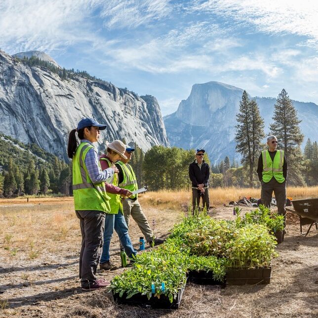 A park botanist and a group of adult volunteers wearing neon green vests stand around several boxes of green plant seedlings in Yosemite Valley. Granite features including Half Dome, North Dome, Royal Arches and Washington Column are visible in the background.