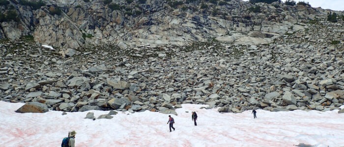 A group of hikers crosses a snow field on a high, rocky slope in the eastern Sierra Nevada. The snow is streaked with pink patches of algae.
