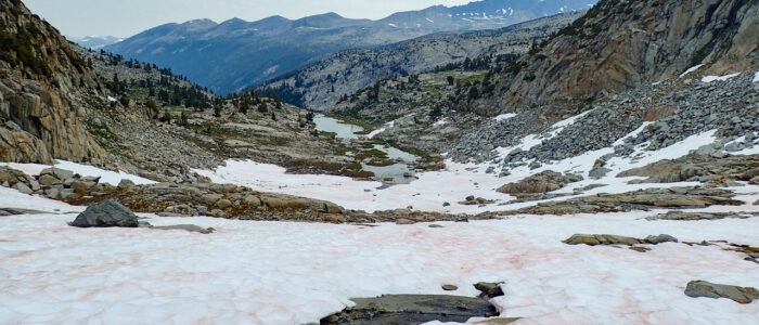 A landscape photo showing the view from near Mt. Lyell, in eastern Yosemite National Park, looking out over a snow field toward distant mountains. The snow is streaked with pink algae.