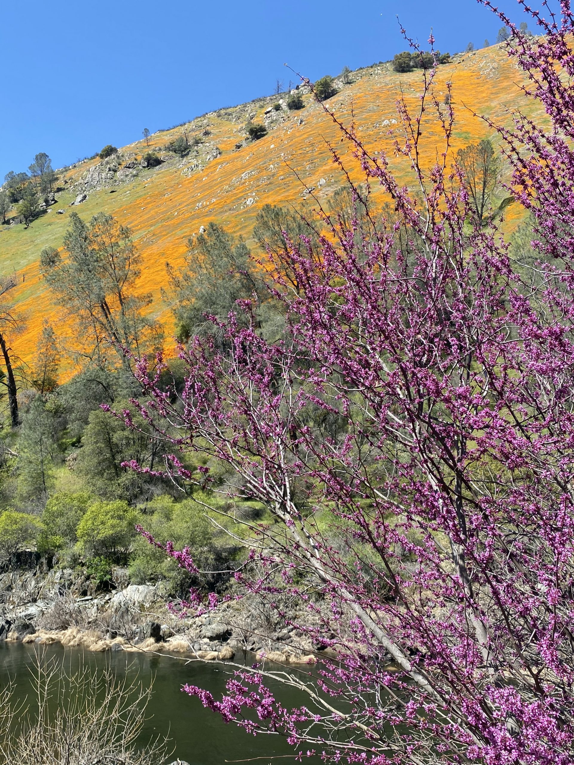 A redbud in bloom by the Merced River. The hill in the background is covered in golden yellow flowers.