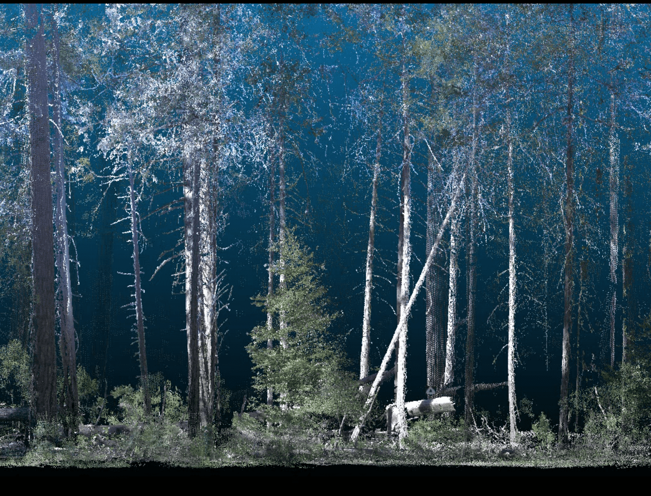 Terrestrial lidar example of forests in Yosemite