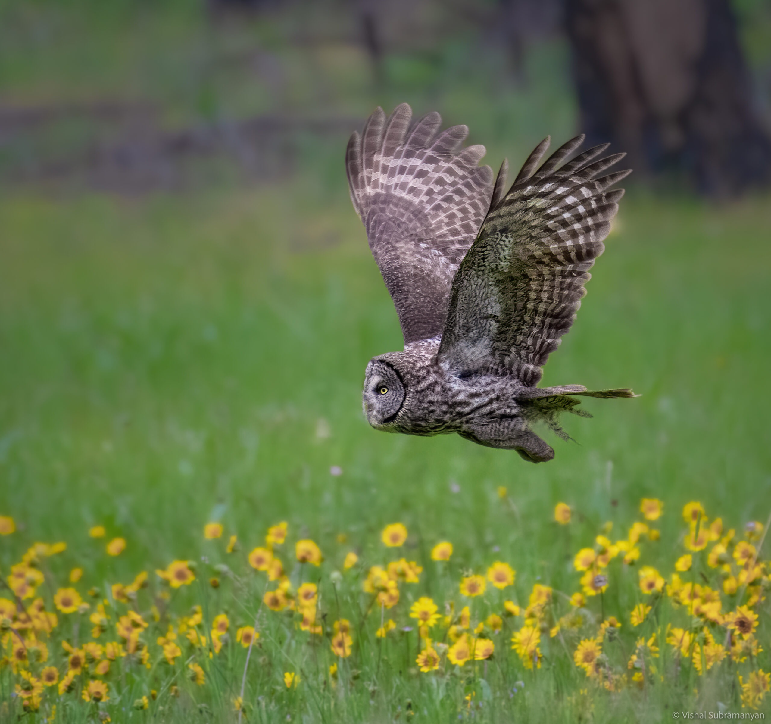 Great gray owl in flight across meadow, taken in July 2021