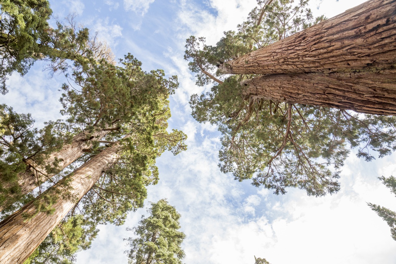 Beauty image of the Mariposa Grove of Giant Sequoias in autumn. Pictured: Gazing up at sequoia crowns