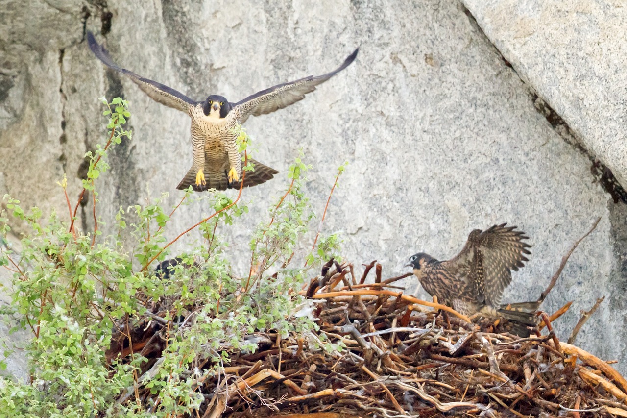 Peregrine falcon nests