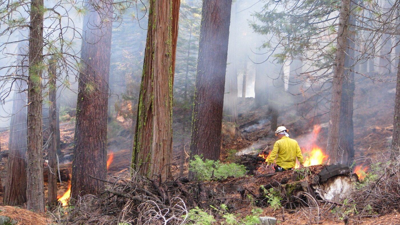 A firefighter in yellow walks among small fires in Yosemite in a young forest.